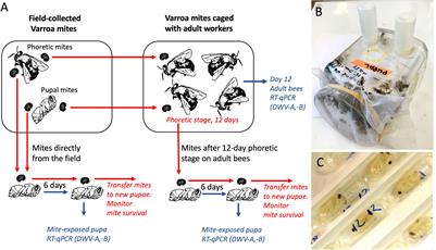 The vectoring competence of the mite Varroa destructor for deformed wing virus of honey bees is dynamic and affects survival of the mite